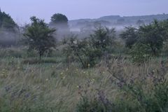 Ingelheim im Nebel