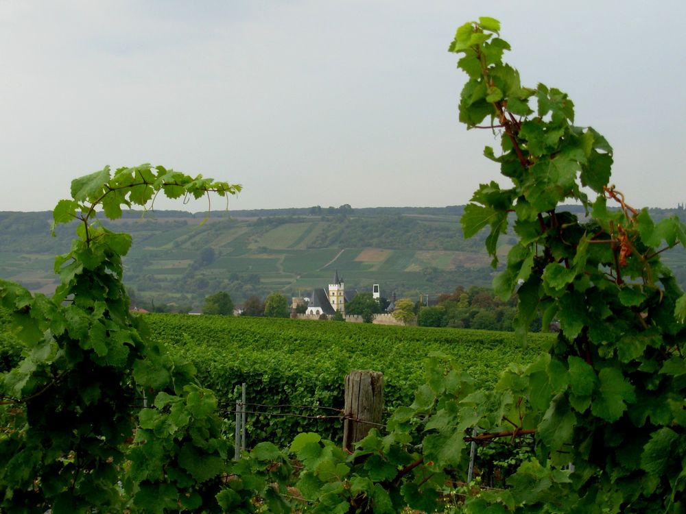 Ingelheim (Rheinhessen) Foto & Bild landschaft, kulturlandschaften