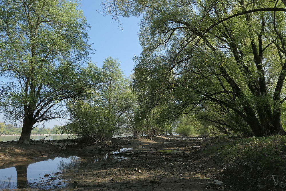 Ingelheimer Rheinauen: Niedrigwasser 01