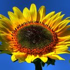 Inges Sonnenblume