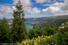 Ingewerlilie und der Blick auf Sete Cidades Sao Miguel