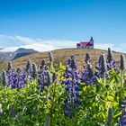 Ingjaldshólskirkja "inmitten" der Blumenpracht