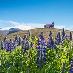 Ingjaldshólskirkja "inmitten" der Blumenpracht