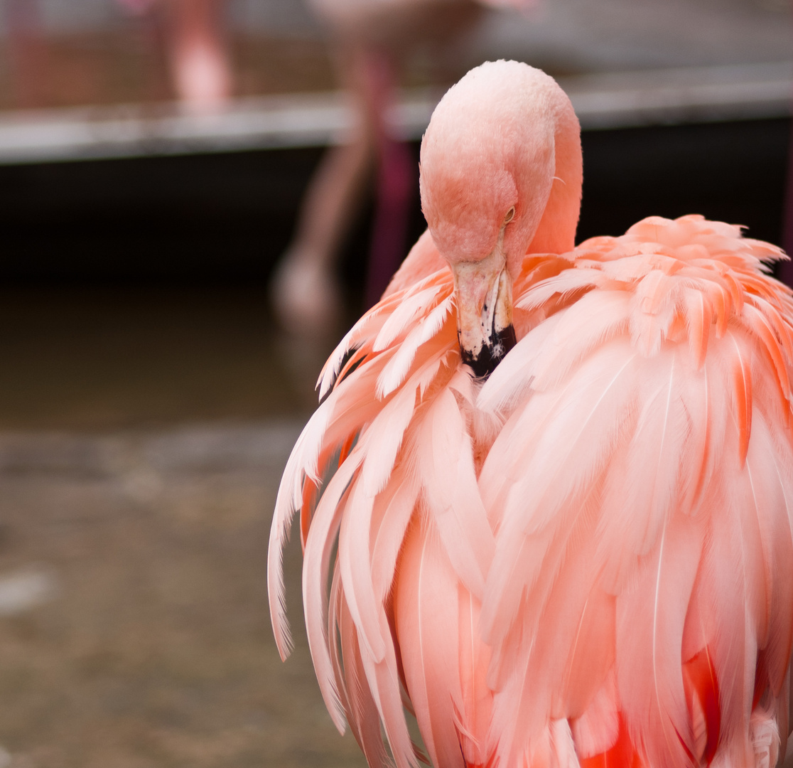 Ingo Flamingo