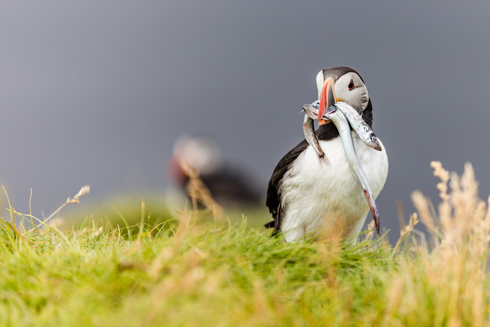 Ingolfshöfdi Puffin Tour - Iceland