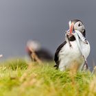 Ingolfshöfdi Puffin Tour - Iceland