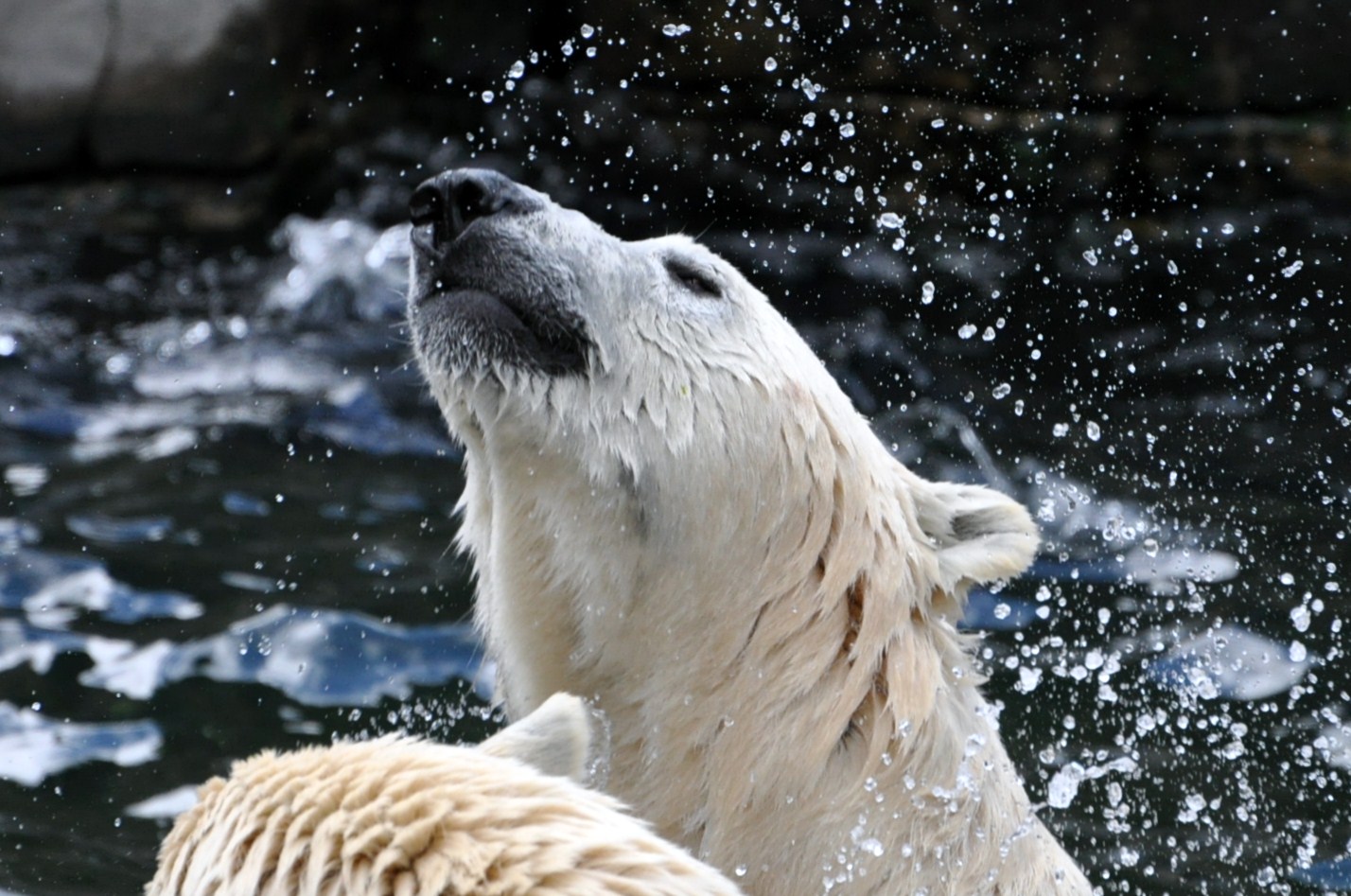 Ingos kleine Weltreise, Alaska, Eisbär im Wasser