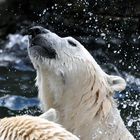 Ingos kleine Weltreise, Alaska, Eisbär im Wasser