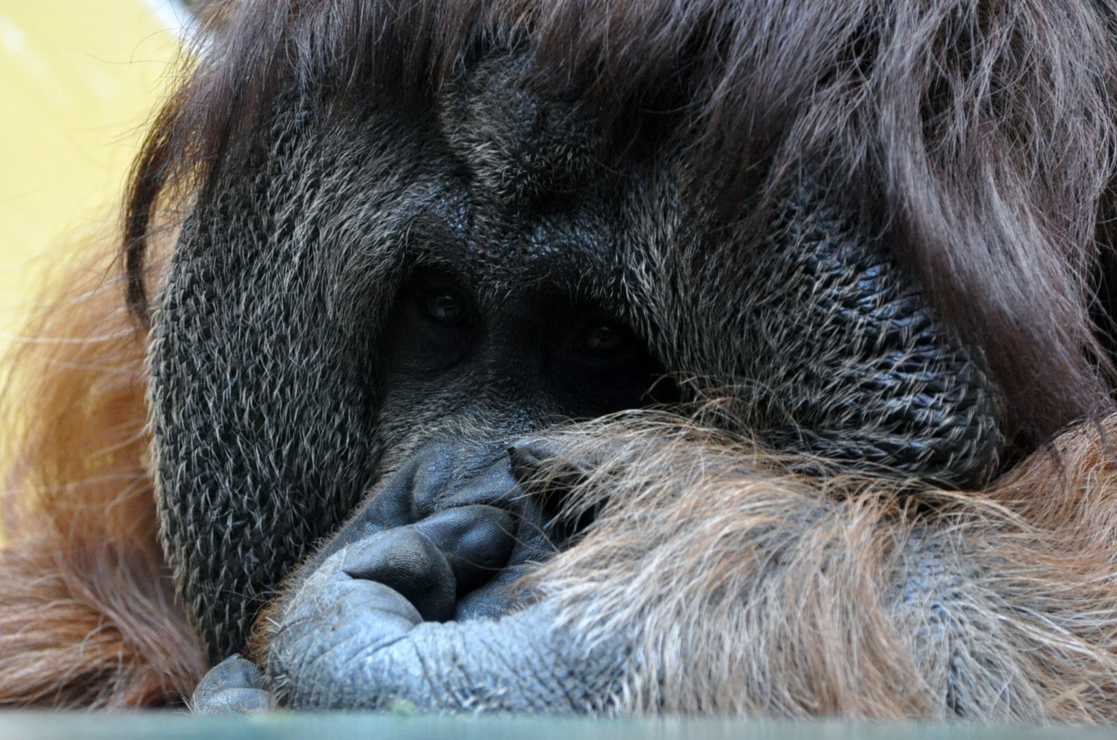 Ingos kleine Weltreise: Auch einem Orang-Utan kanns mal in der Nase jucken