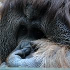 Ingos kleine Weltreise: Auch einem Orang-Utan kanns mal in der Nase jucken