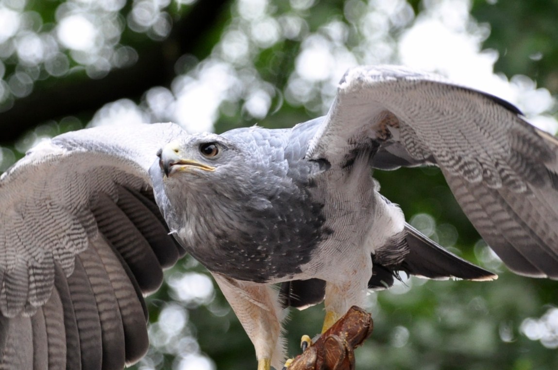 Ingos kleine Weltreise: Blau-Bussard