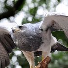 Ingos kleine Weltreise: Blau-Bussard