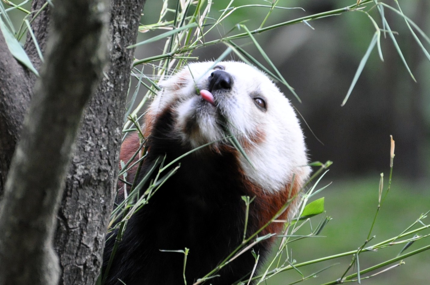 Ingos kleine Weltreise: China, kleiner Panda