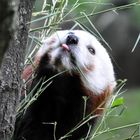 Ingos kleine Weltreise: China, kleiner Panda