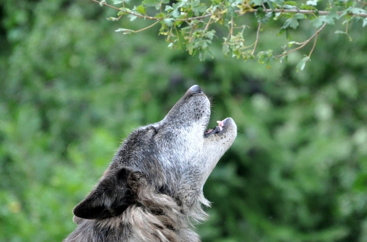 Ingos kleine Weltreise: Yukon, Wofsgeheul