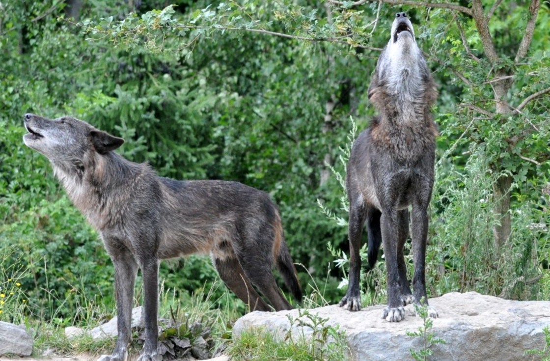 Ingos kleine Weltreise; Yukon, Wolfsgeheul im Duett