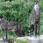 Ingos kleine Weltreise; Yukon, Wolfsgeheul im Duett