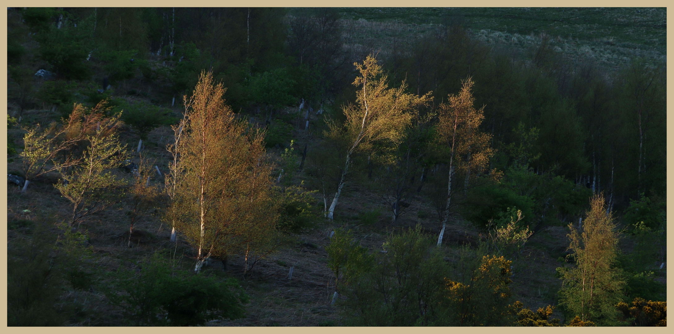 Ingram valley at dusk 2