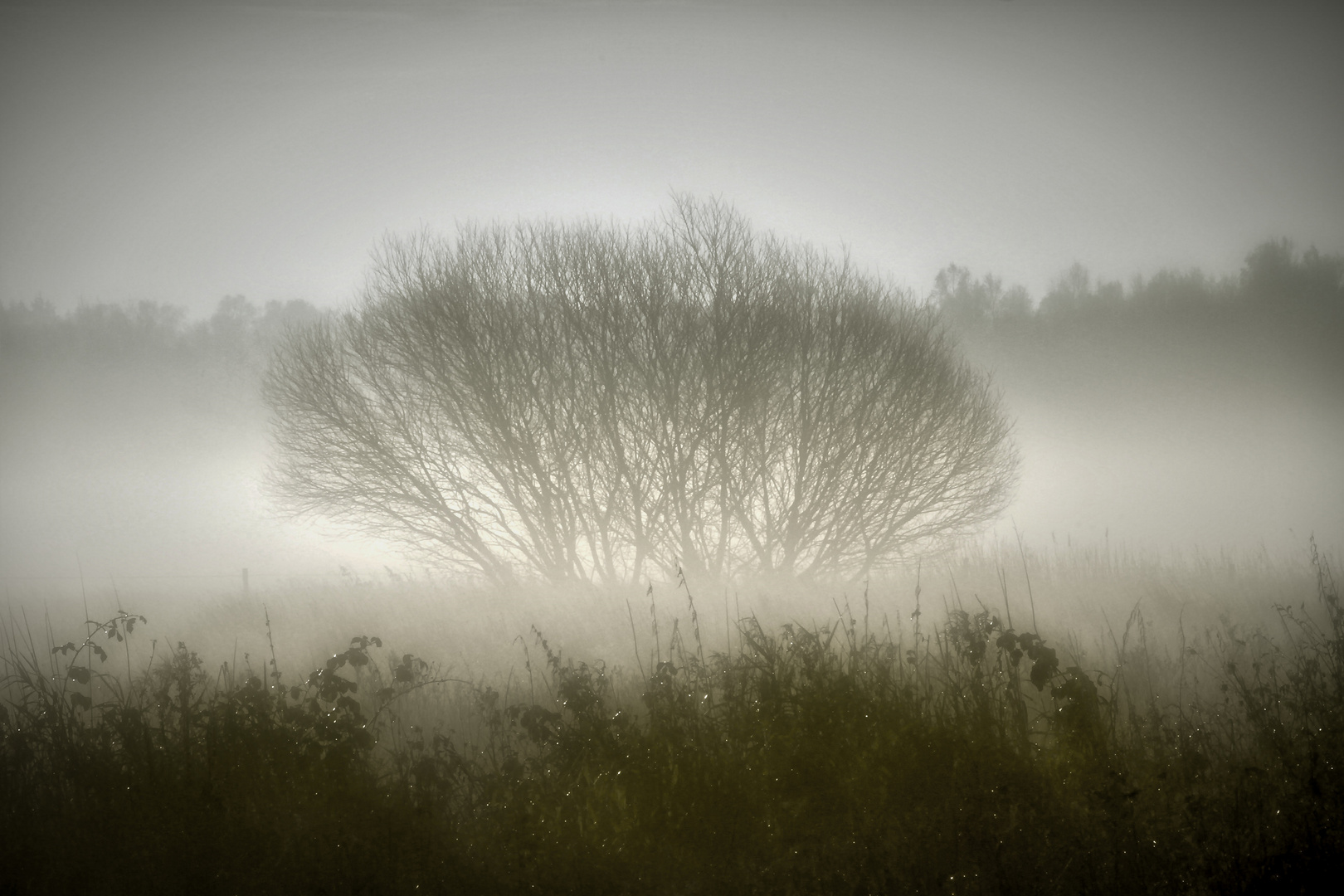 ingredients - shrub, fog and backlight (sunrise)