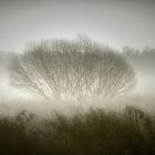 ingredients - shrub, fog and backlight (sunrise)