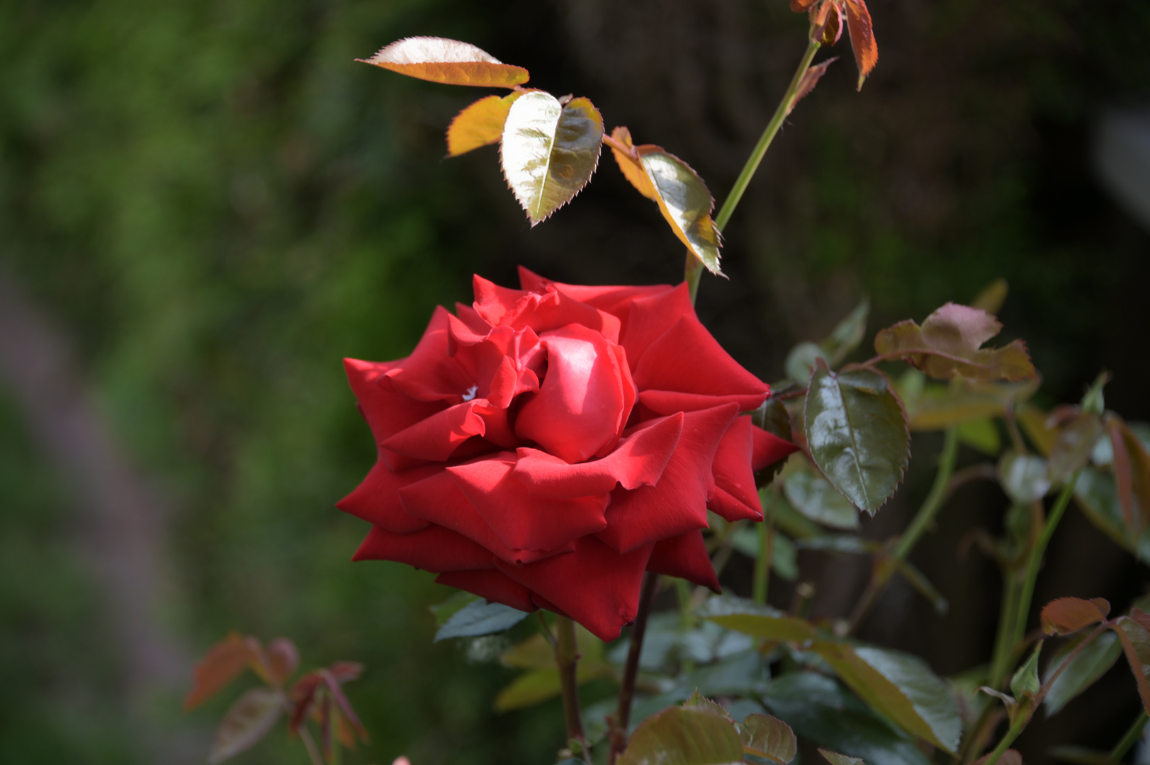 Ingrid Bergmann Rose 