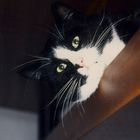 User Profile Photo