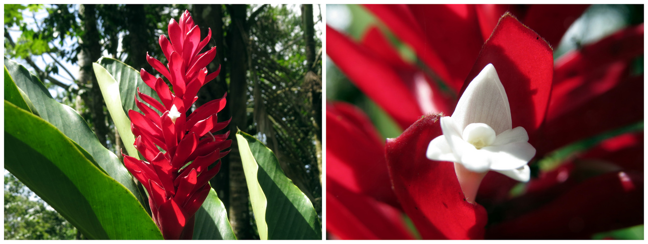 Ingwer, Blüte in der Blüte