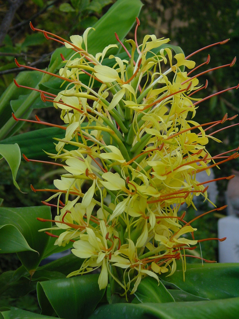 Ingwer Ginger Foto & Bild pflanzen, pilze & flechten