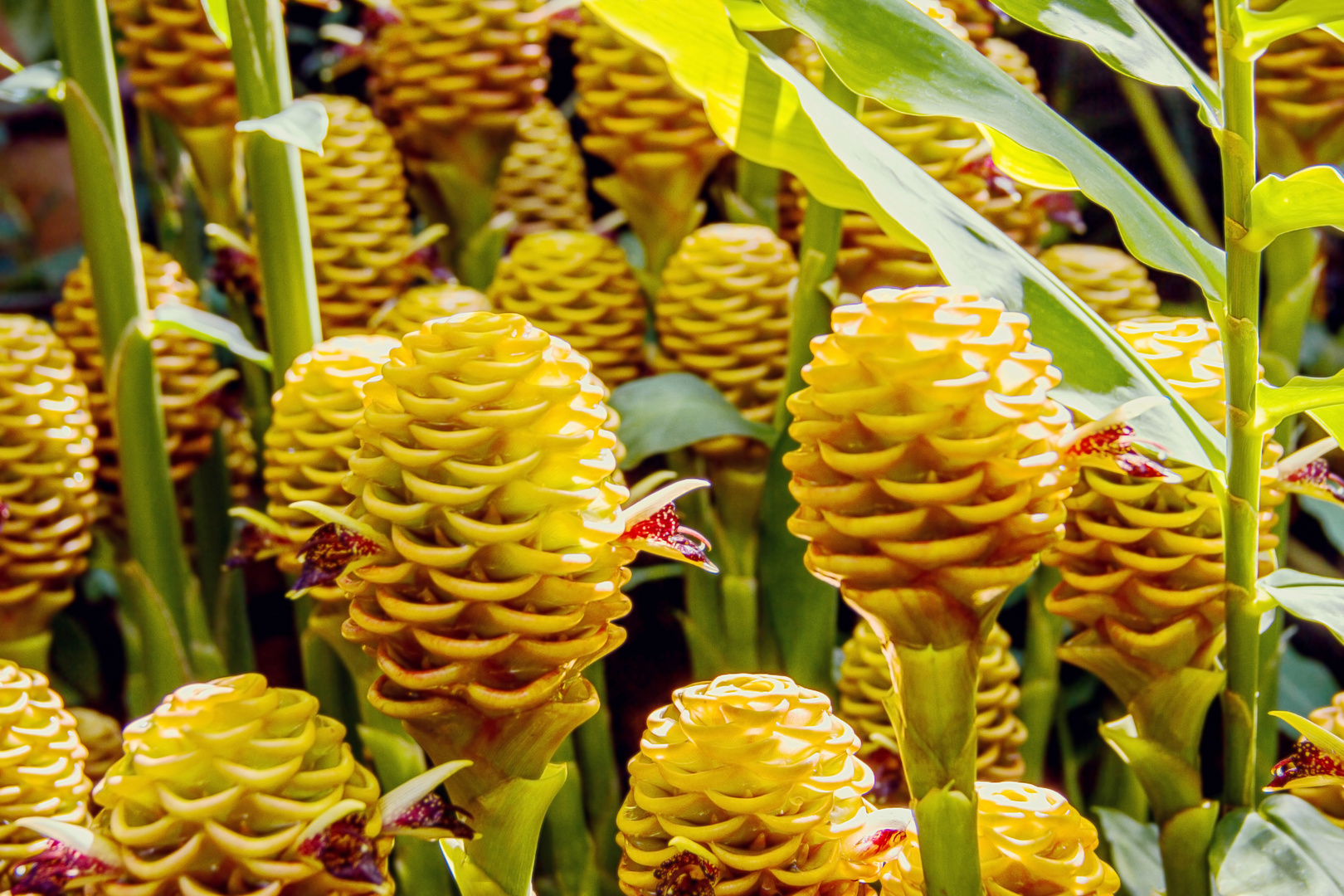 Ingwerblüte Foto & Bild pflanzen, pilze & flechten, blüten