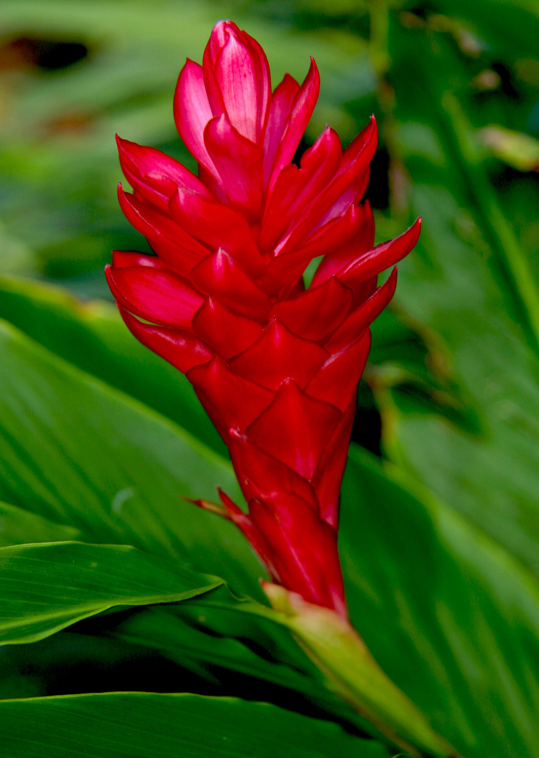 Ingwerblüte Foto & Bild natur, pflanzen, ingwer Bilder auf