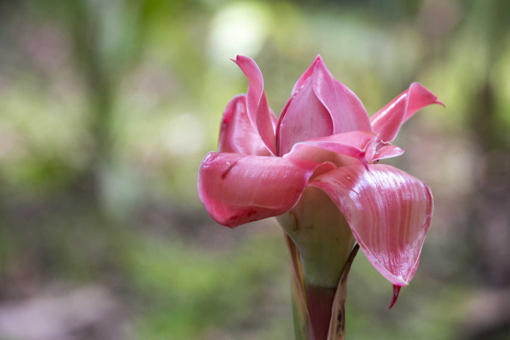 Ingwerblüte