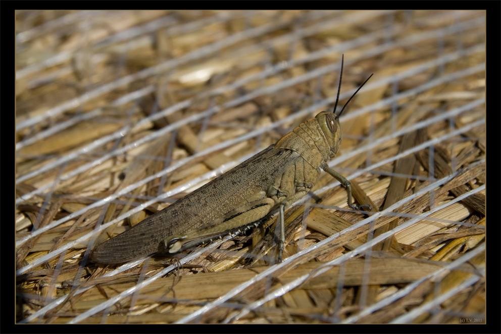 inhabitant of straw bales