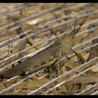 inhabitant of straw bales