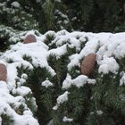 Inhas de Cedro do Atlas "Cedrus Atlantica"