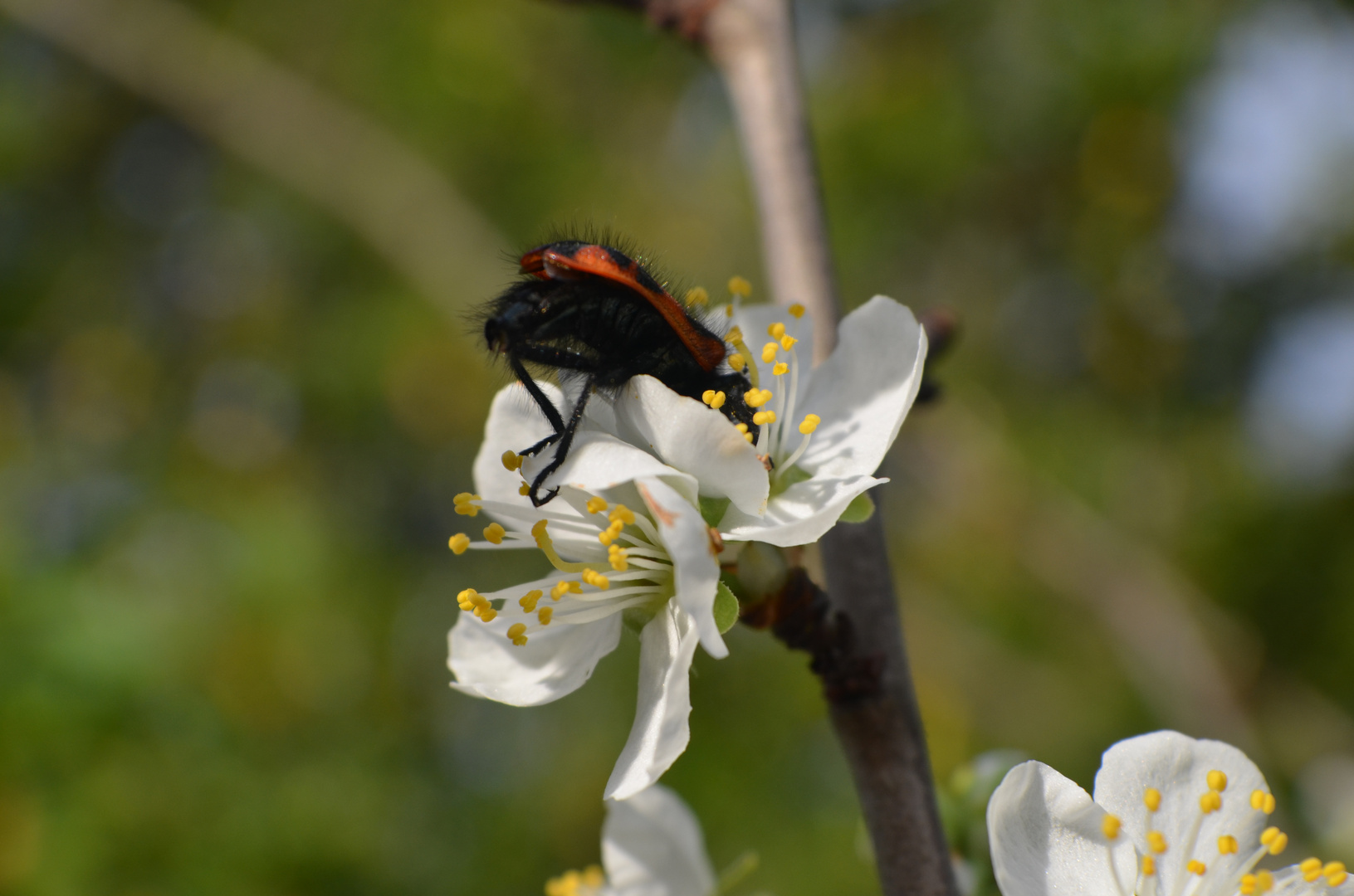 Inicio de Primavera en el Sur de Chile...