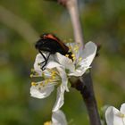 Inicio de Primavera en el Sur de Chile...