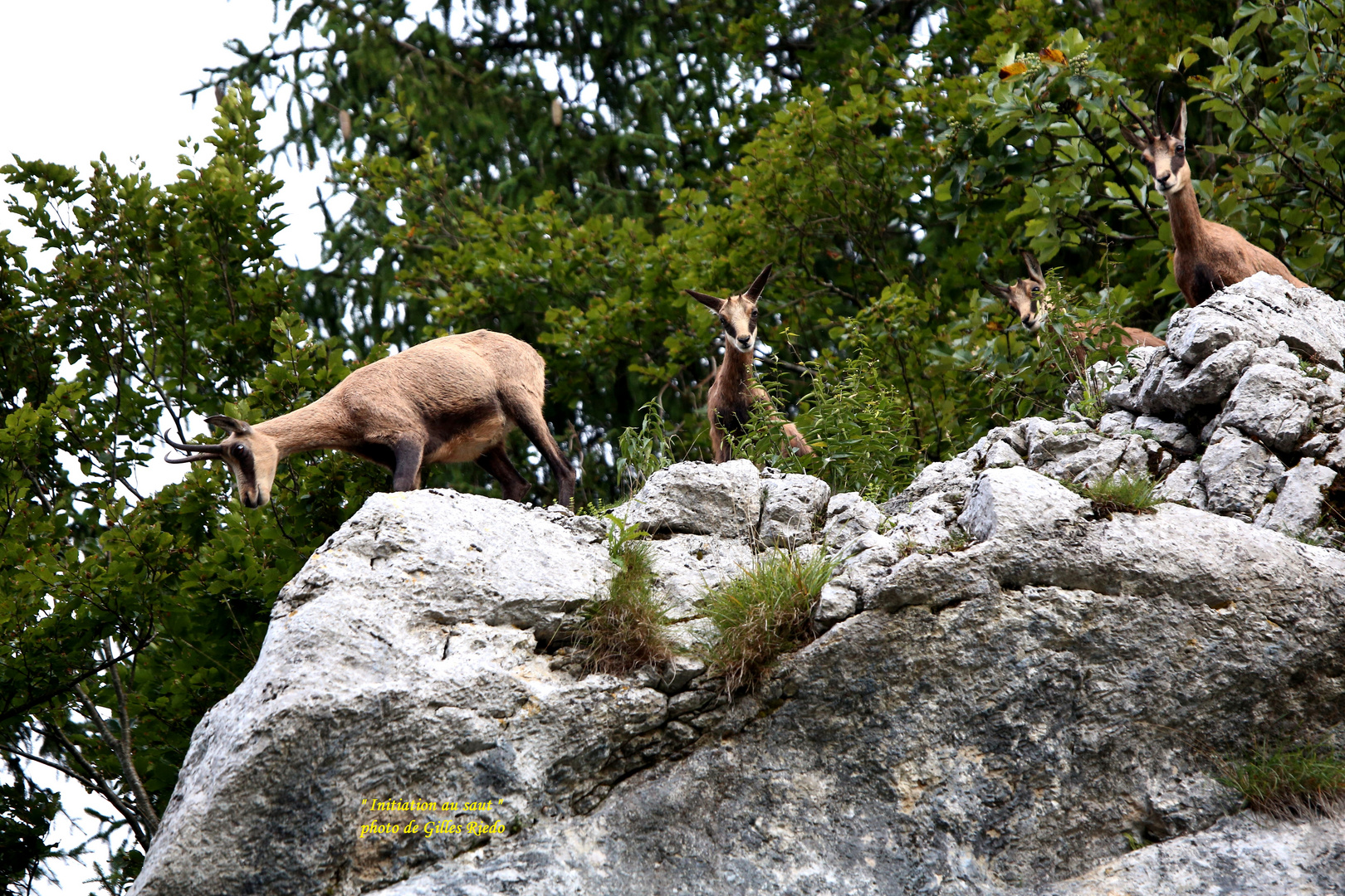 initiation des petits chamois au saut