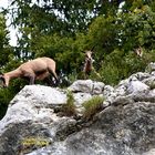 initiation des petits chamois au saut