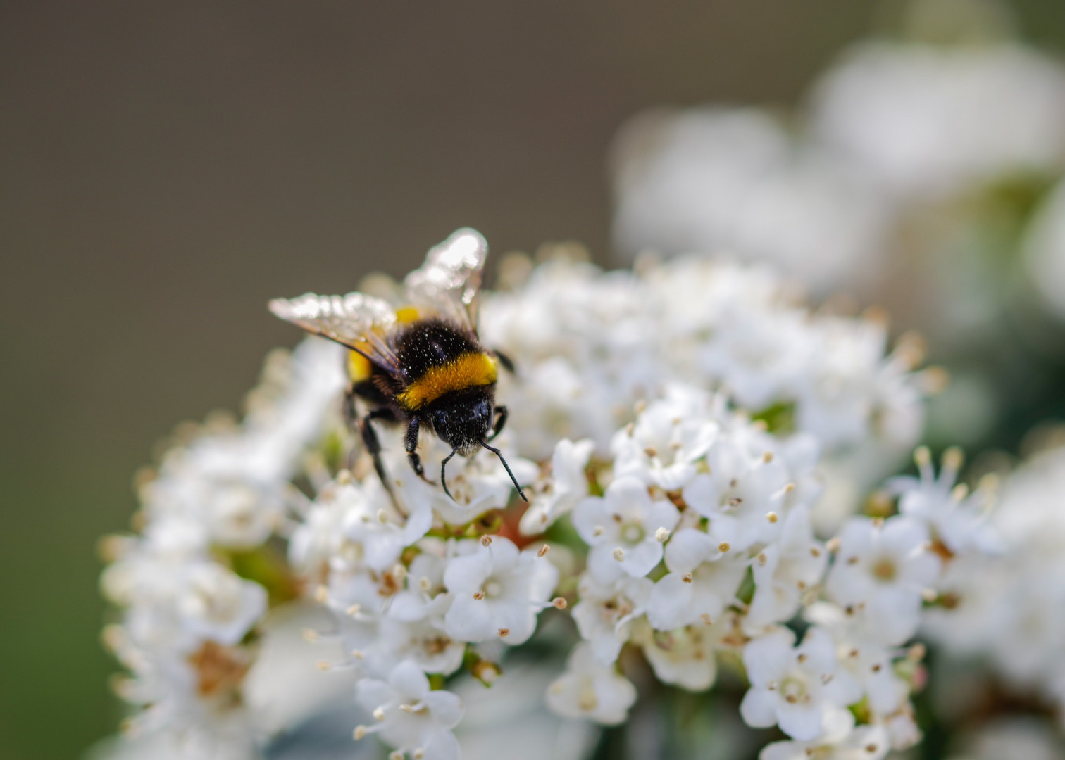 iniza la primavera 