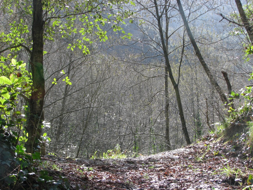 Inizi di primavera nel bosco.