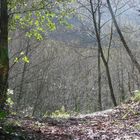 Inizi di primavera nel bosco.