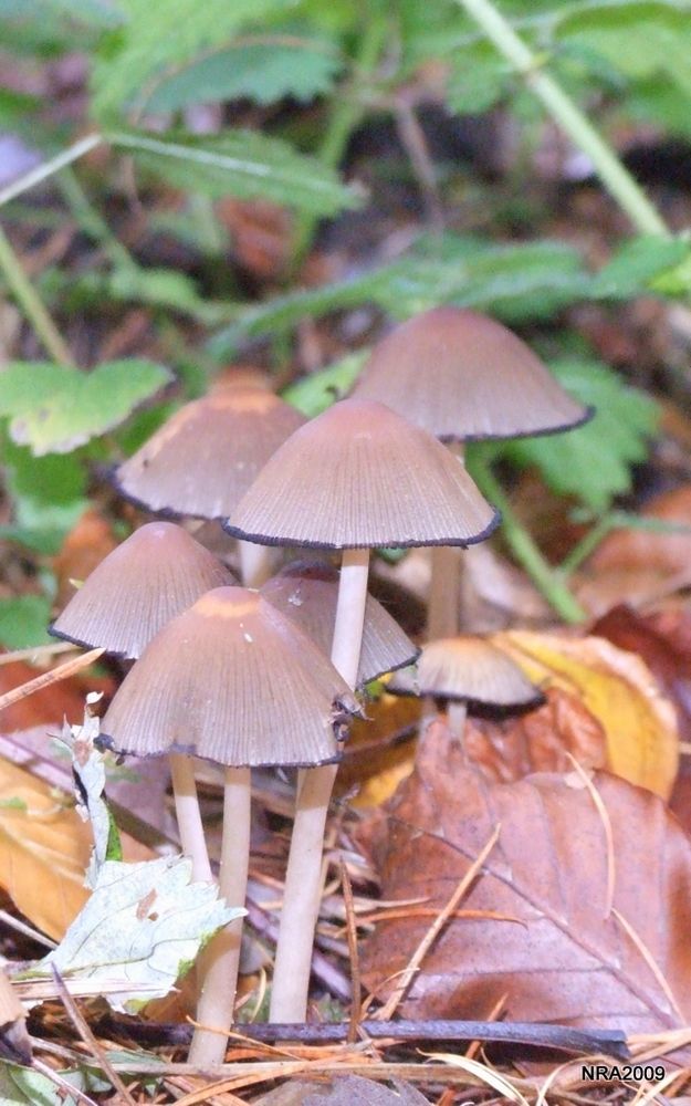 Ink Cap