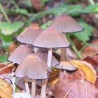 Ink Cap