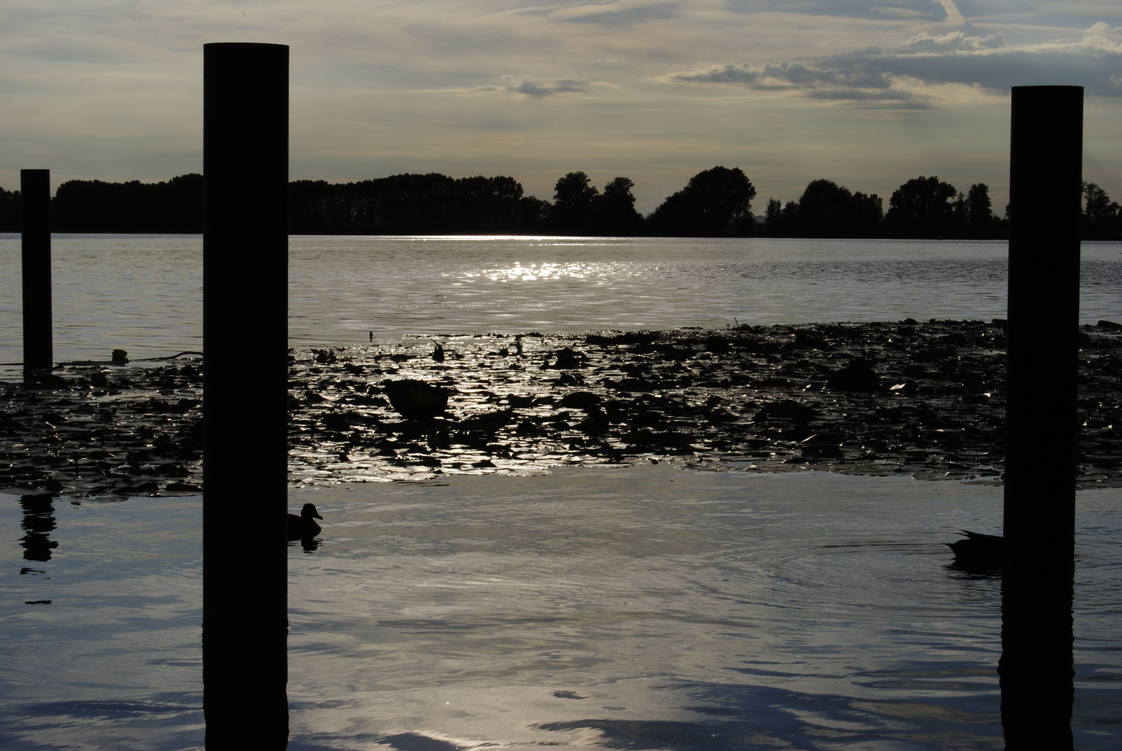 Ink on the Mantua middle lake