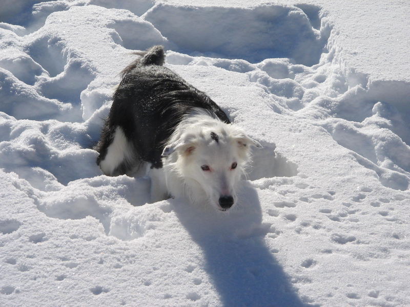 Inka im Winterurlaub