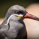 Inka-Seeschwalbe I - Vogelpark Walsrode