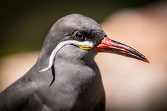 Inka-Seeschwalbe I - Vogelpark Walsrode