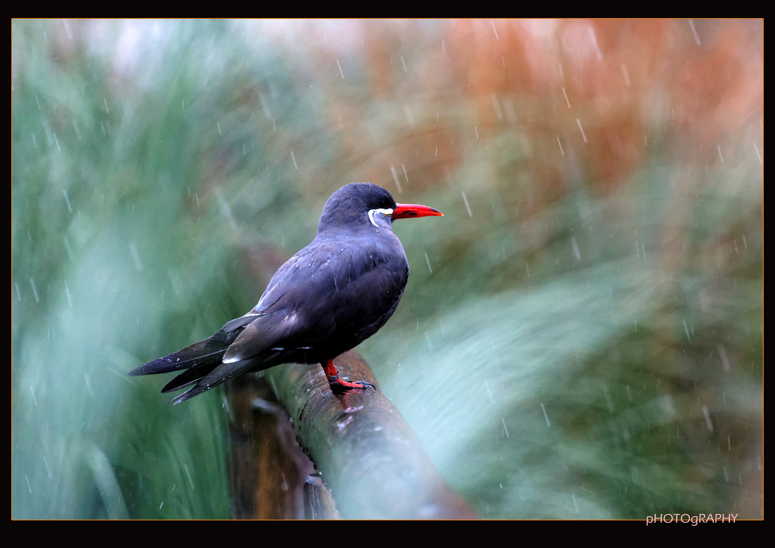 Inka-Seeschwalbe im Regen