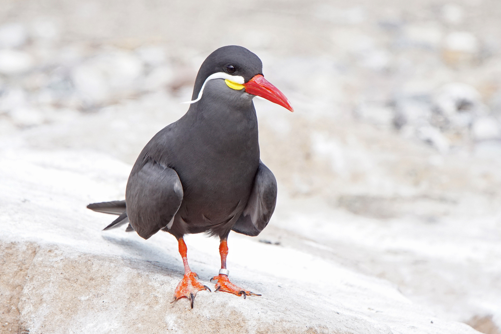 Inka-Seeschwalbe (Larosterna inca)