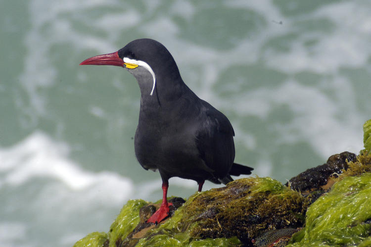 Inka-Seeschwalbe (Larosterna inca) in Perú